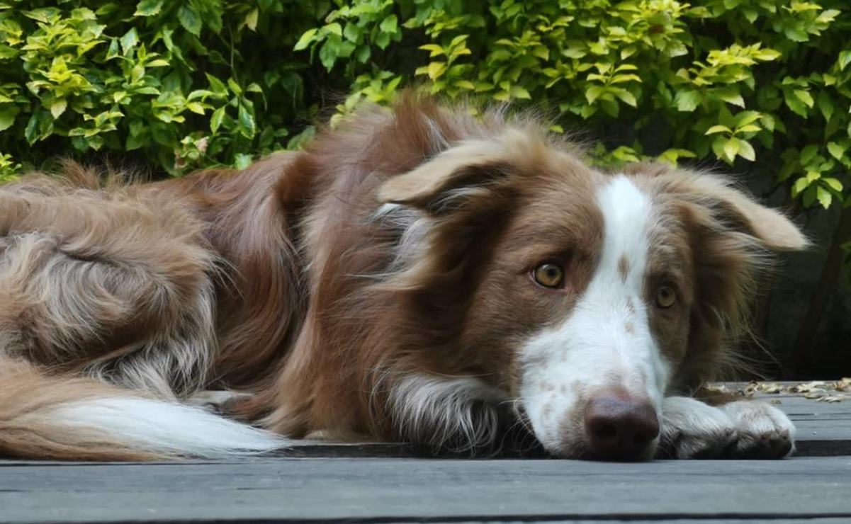 ¡Cuidado! Estas frutas y vegetales pueden ser peligrosas para tu perro, conócelas 