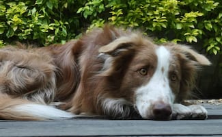 ¡Cuidado! Estas frutas y vegetales pueden ser peligrosas para tu perro, conócelas