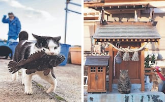Gatos callejeros de Japón: Las fotos virales de Masayuki Oki que parecen escenas de anime