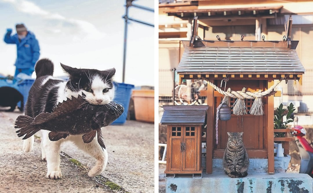 Gatos callejeros de Japón: Las fotos virales de Masayuki Oki que parecen escenas de anime