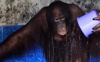 VIDEO: Orangután se baña como humano y el video sorprende a millones en redes