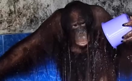 VIDEO: Orangután se baña como humano y el video sorprende a millones en redes