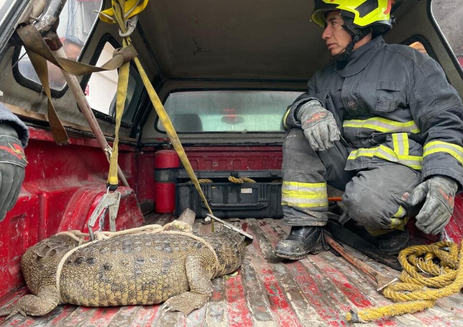 Cocodrilo en Cuautitlán Izcalli (Foto: Especial)