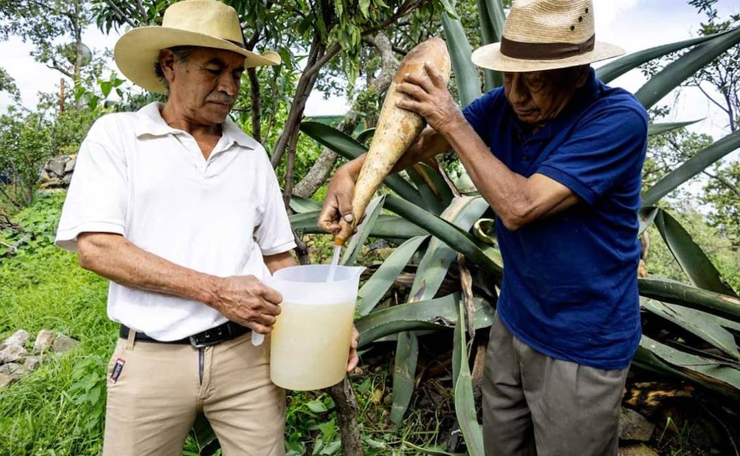 Pulque: La ancestral bebida ya es Patrimonio Cultural de la CDMX