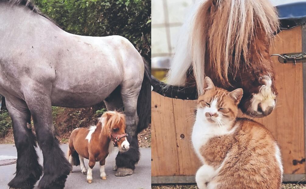 El caballo más pequeño del mundo, nuevo récord guiness, no mide ni 60 cm
Imagen: Instagram