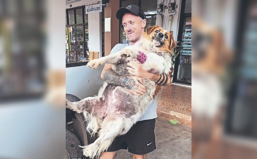 Conmovedora historia del rescate de un perrita gordita y bonita