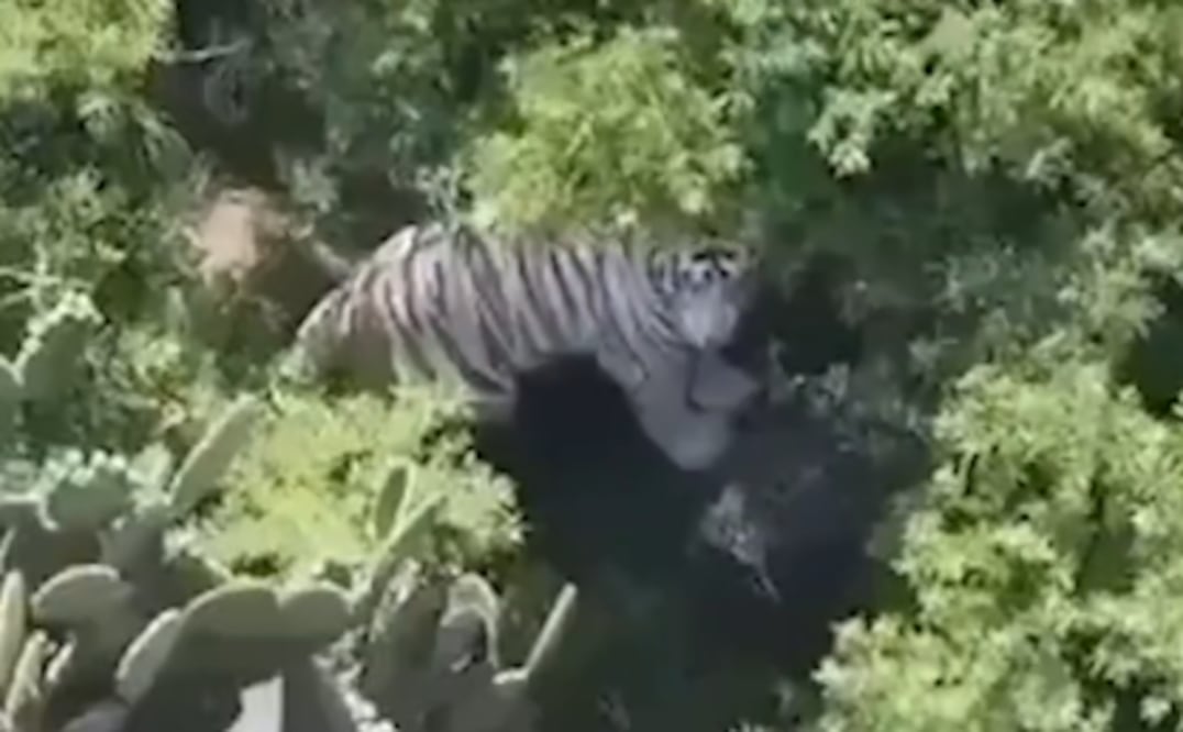 Tigre de Bengala blanco es localizado con drones tras intensa búsqueda, en Edomex (Foto: Captura de video)