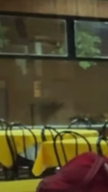 Sombra que aparece en el video (Vía: X)