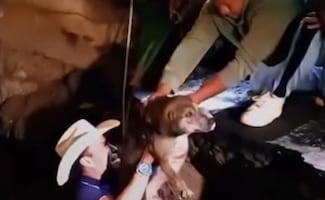 Perrito queda atrapado en profundo socavón y alcalde se une al rescate