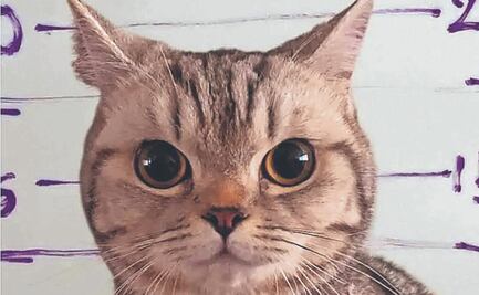 ¿Una linda gatita en la cárcel? Michi feroz termina tras las rejas por atacar a policías