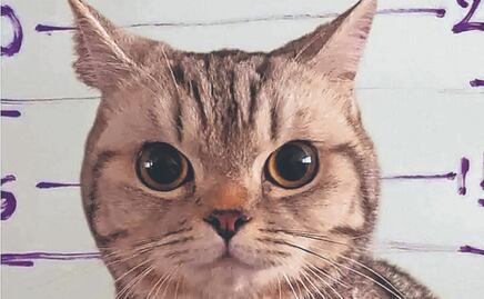 ¿Una linda gatita en la cárcel? Michi feroz termina tras las rejas por atacar a policías