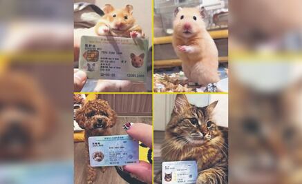 Hong Kong lanza INE para mascotas y las redes no pueden con tanta ternura