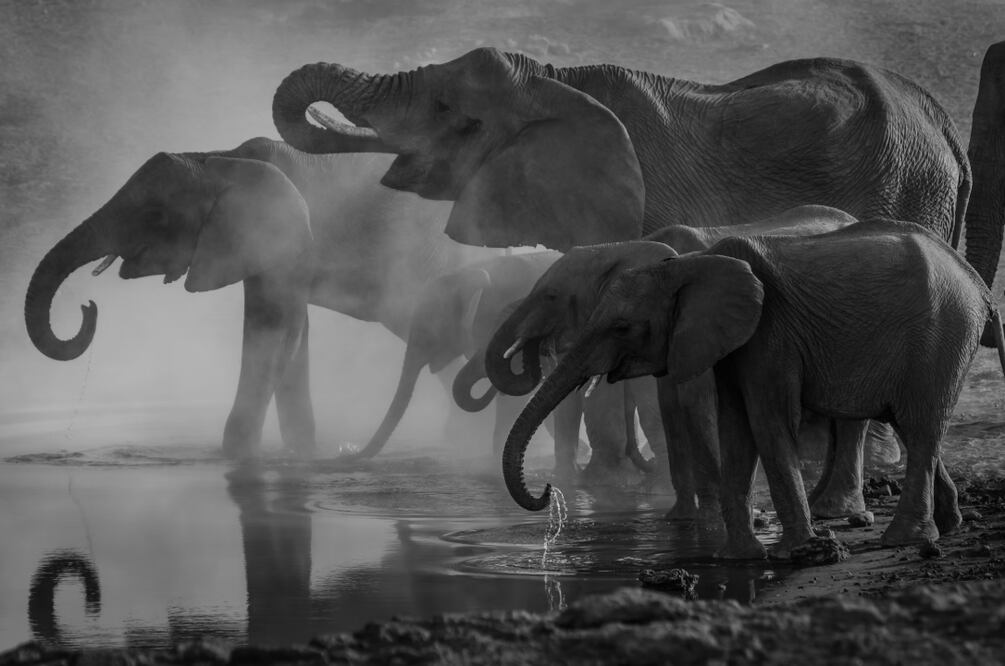 Sacrificio de elefantes (Foto: Unsplash)