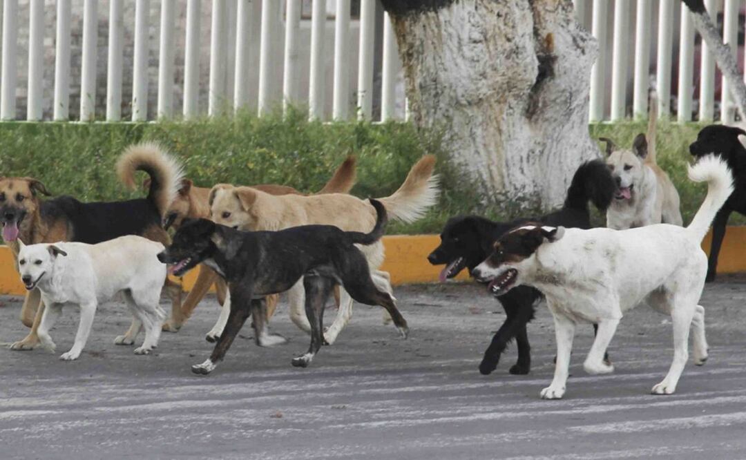 Hallan un pie humano mientras perros peleaban por devorarlo en Hidalgo