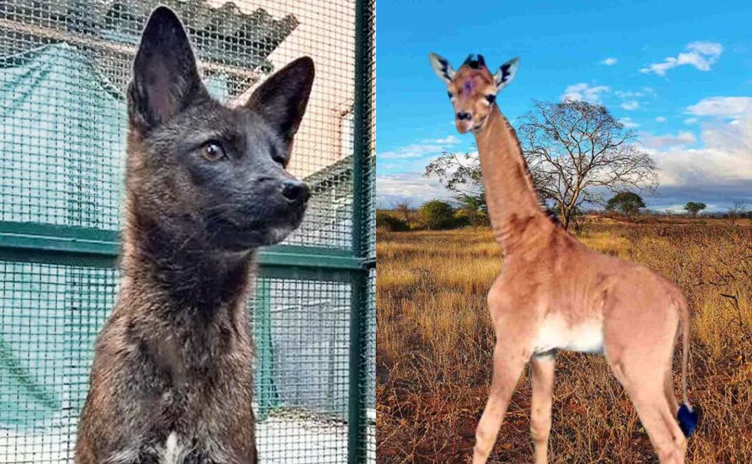 ¿Un perrozorro? o ¿Girafa sin manchas? Estos son los seres más raros del reino animal