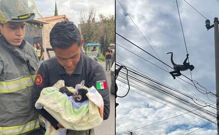 Encuentran y rescatan a chango en calles de Chicoloapan ¿Qué pasará con él?