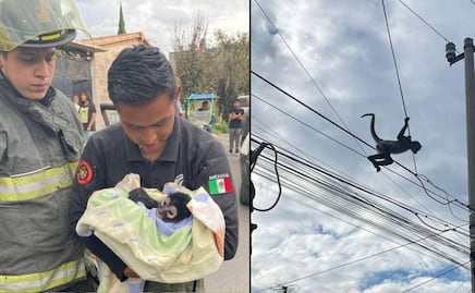 Encuentran y rescatan a chango en calles de Chicoloapan ¿Qué pasará con él?