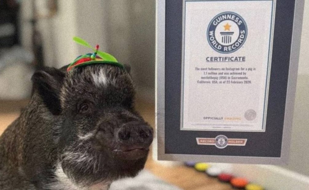 Foto: Instagram @merlinthepig (Merlín)