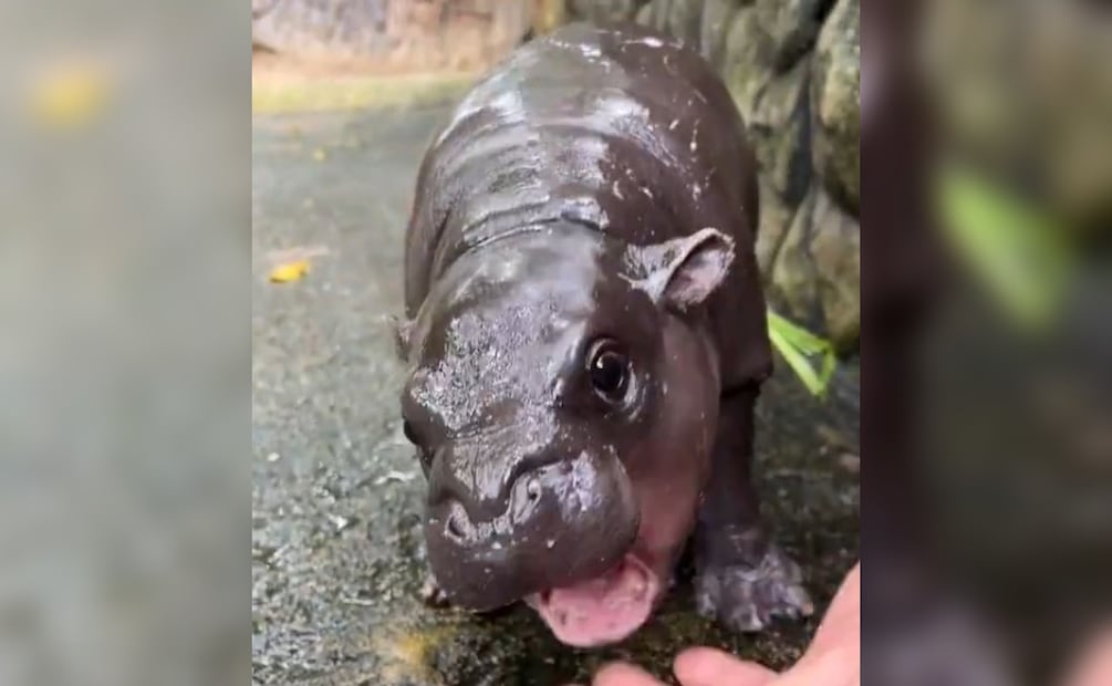 Imagen: Captura de Pantalla (Moo Deng)