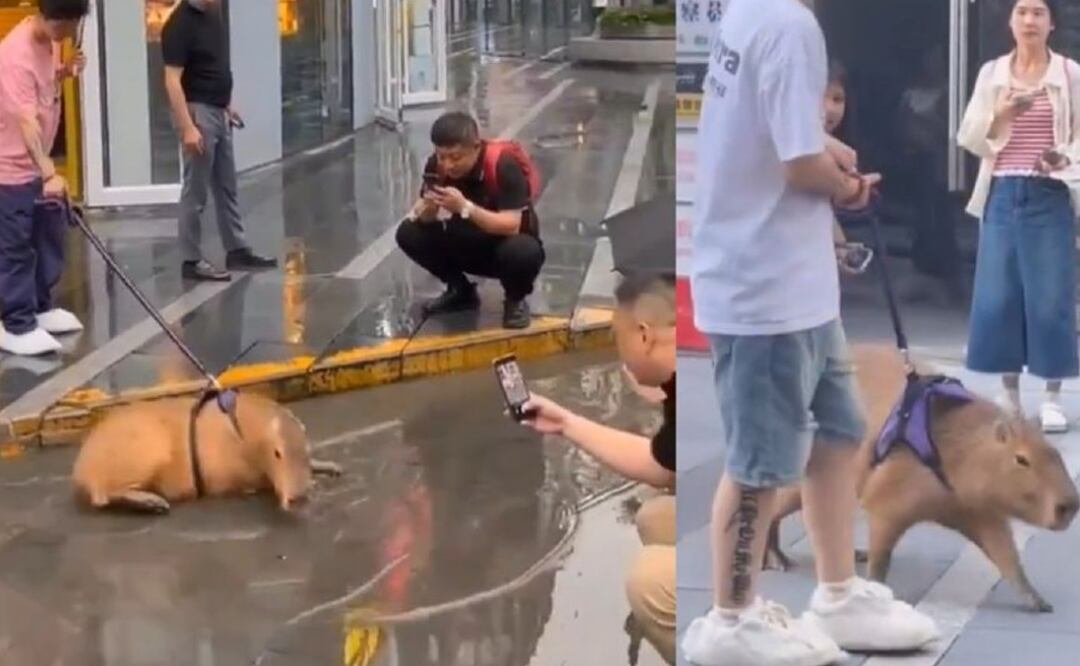 Joven sale a pasear con su capibara y enternece a transeúntes