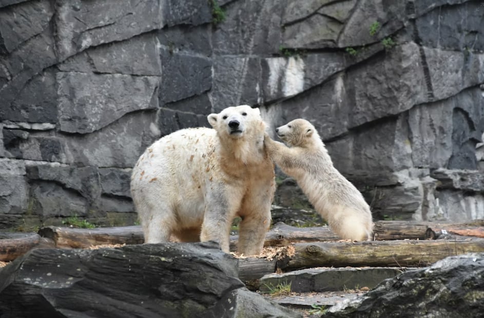 Osita y su bebé (Foto: Unsplash)