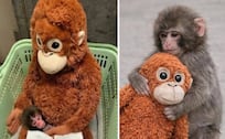 Punch, el macaco viral que roba corazones con su peluche