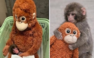 Punch, el macaco viral que roba corazones con su peluche