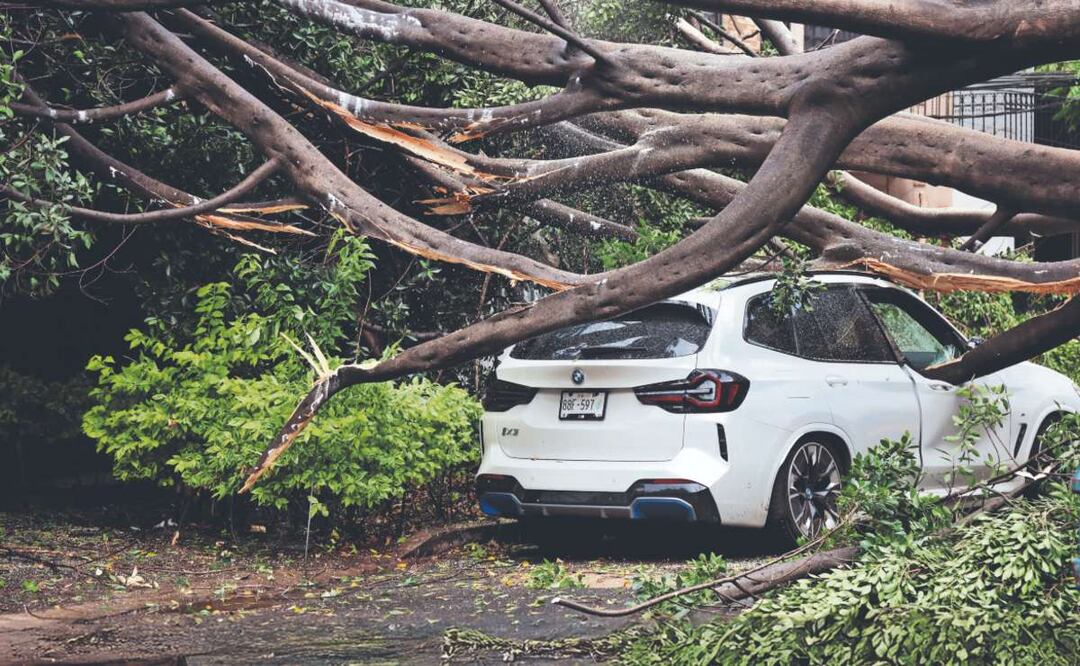 Lluvia intensa causa colapso de un árbol (Foto: Valente Rosas)
