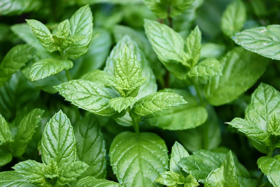 Transforma tu baño en un spa: 4 plantas que absorben la humedad y aromatizan de forma natural
Imagen: PIXABAY