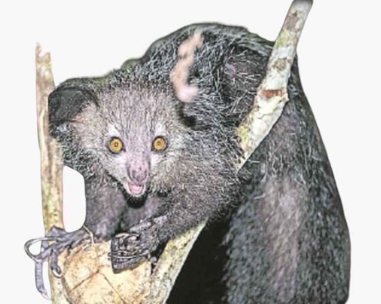 aye-aye-exotico.jpeg