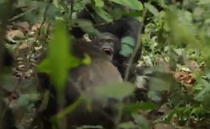Guerra civil entre chimpancés: El sangriento conflicto que divide a la comunidad de Ngogo
