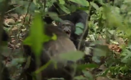Guerra civil entre chimpancés: El sangriento conflicto que divide a la comunidad de Ngogo