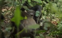 Guerra civil entre chimpancés: El sangriento conflicto que divide a la comunidad de Ngogo