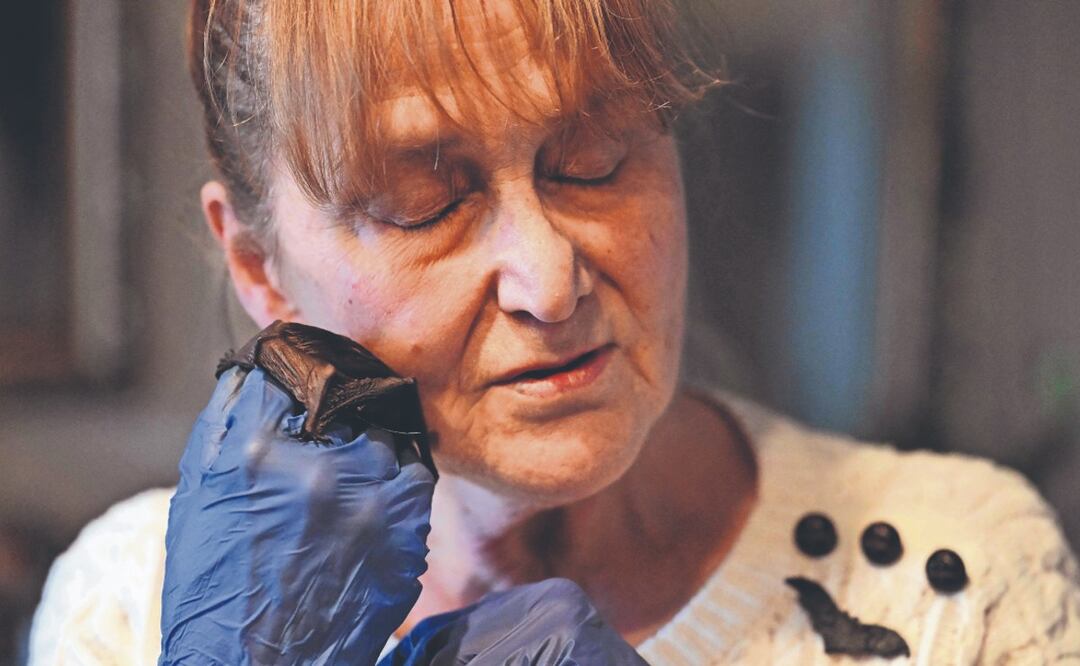 “BATI-MAMÁ”, jubilada creó un asilo para murciélagos en Polonia