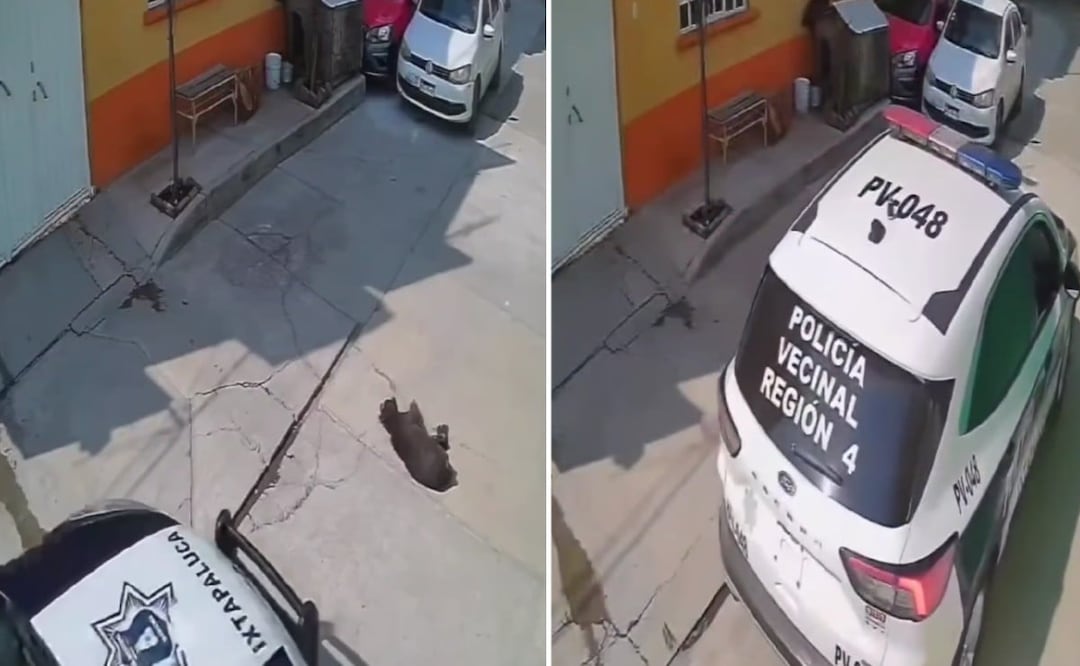 Patrullero de Ixtapaluca “plancha” a perrito y ni cuenta se da