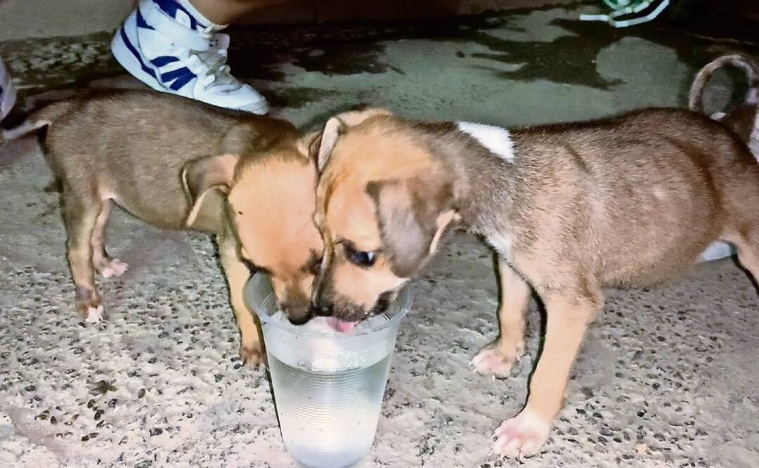 Dos cachorras en Acapulco buscaban comida y pareja de bikers realizó la obra del día