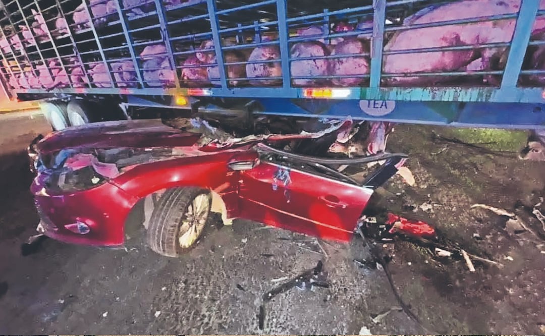 Automovilista a exceso de velocidad se estampa contra un tráiler de cerdos, la libró
Imagen: Especial