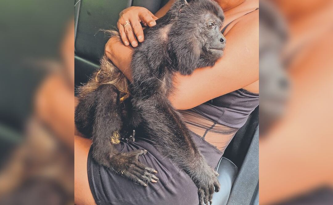 VIDEO: Calorón se ha cargado a más de 100 monos aulladores