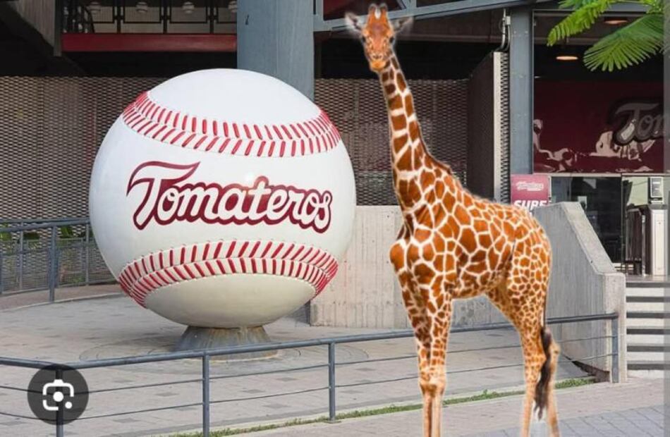 jirafa-tomateros-meme.jpg