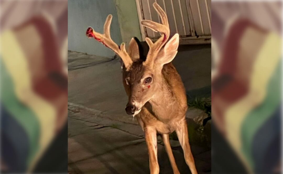 Fue visto desde la madrugada del lunes.