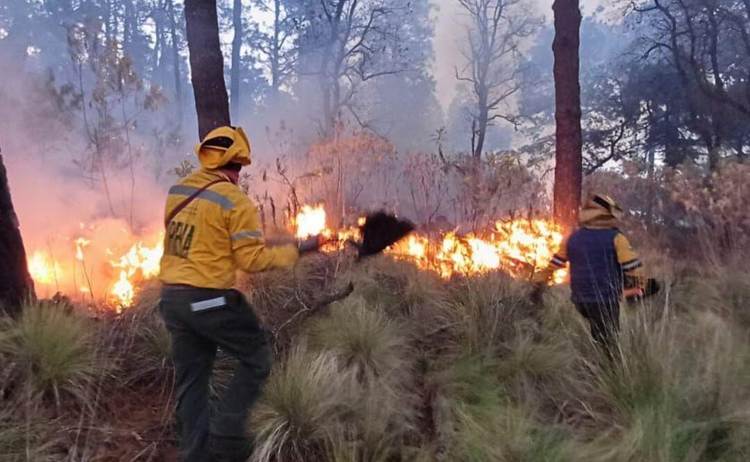La temporada de incendios forestales está con todo, recomendaciones para cuidar los bosques