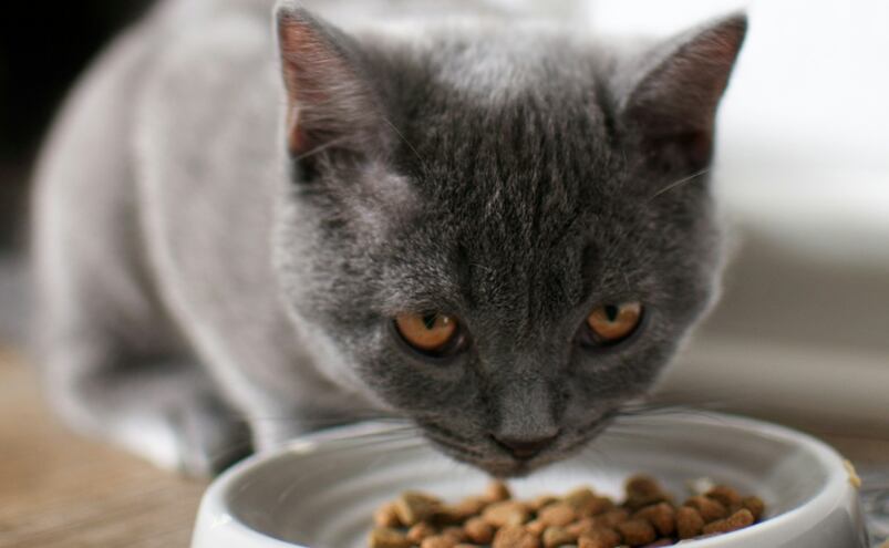 Cinco alimentos que parecen seguros, pero son veneno para tu gato