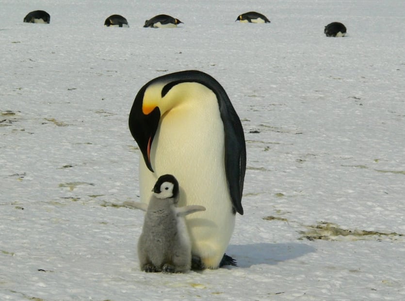 Mamá pingüino con su bebé (Foto: Pixabay)