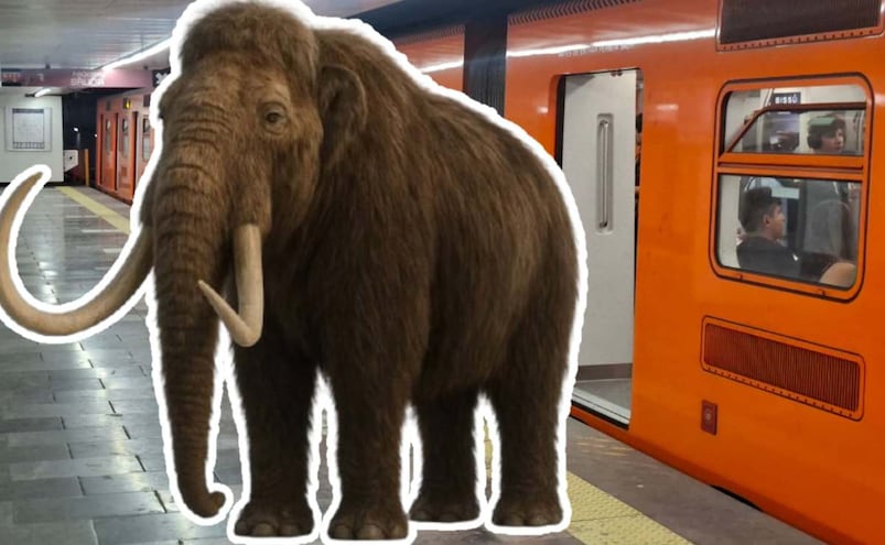 ¿Un mamut dentro del Metro CDMX? El secreto bajo la estación Talismán de la Línea 4