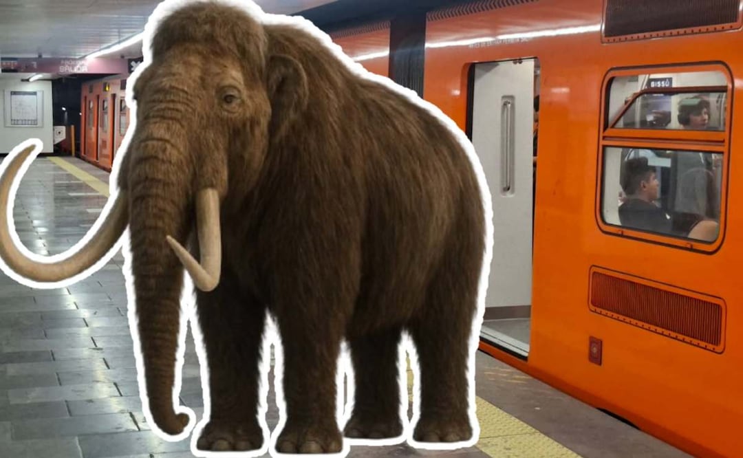 ¿Un mamut dentro del Metro CDMX? El secreto bajo la estación Talismán de la Línea 4. Foto: (STC Metro)