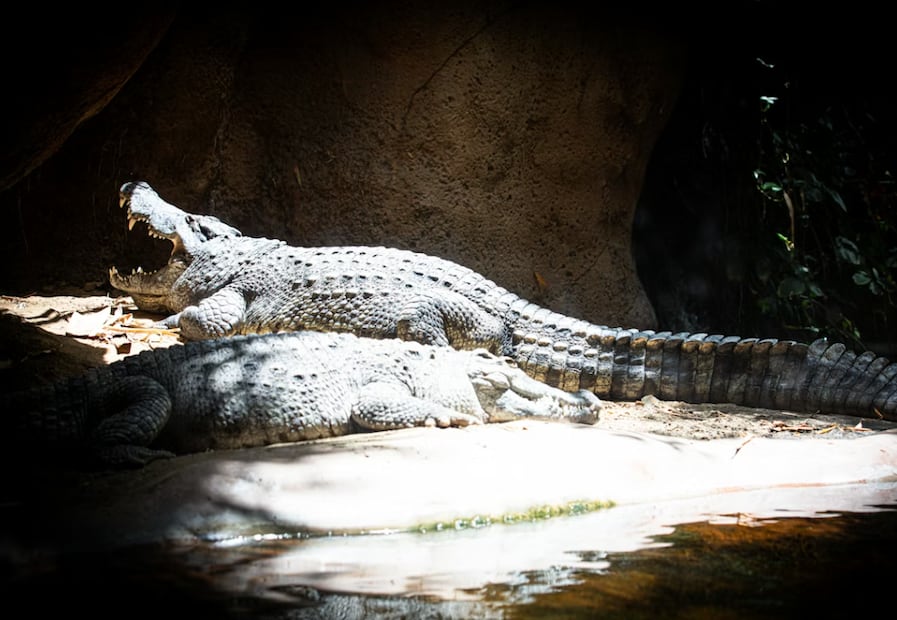 Cocodrilos (Foto: Unsplash)