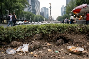 Ratas toman Paseo de la Reforma y generan alerta sanitaria entre peatones