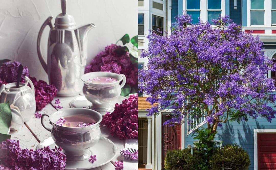 ¿Qué pasa si me hago un té de jacaranda? Estos son sus potentes poderes medicinales