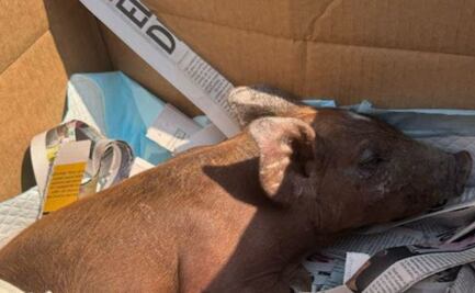 Brigada de Vigilancia Animal salva a puerquito de que lo hicieran chicharrón 