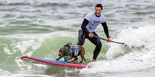 La perrita surfista más dulce gana de nuevo, ¿quién puede resistirse?